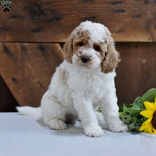 Deborah, Mini Labradoodle Puppy